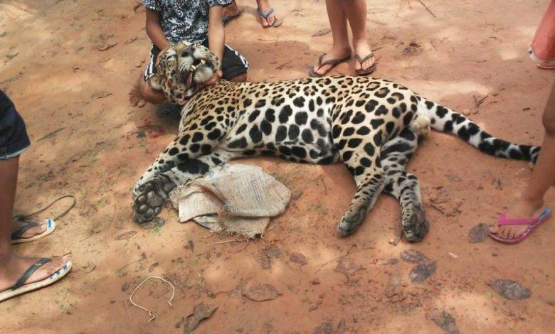 Onça-pintada é morta com tiro de espingarda no interior do Maranhão